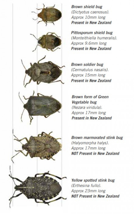 Brown marmorated stink bug alongside similar insects to illustrate their size and differences. The brown marmorated stink bug is larger than the species which are currently present in New Zealand.