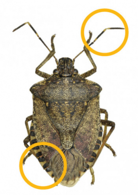Brown shield-shaped bug with striped antennae and abdomen 