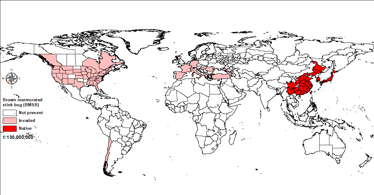 World map showing where brown marmorated stink bugs can be found. Countries where the bugs have invaded are coloured red