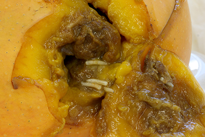 New Zealand: Bactrocera facialis fruit fly found | Global Plant Protection News