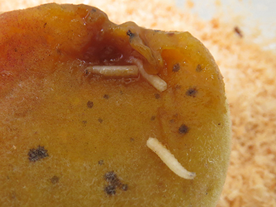 Fruit fly larvae on a peach Fruit fly larvae on a peach