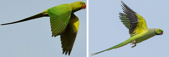 Indian Ring Necked Parakeet Biosecurity Nz Nz Government,Purple Finch Bird