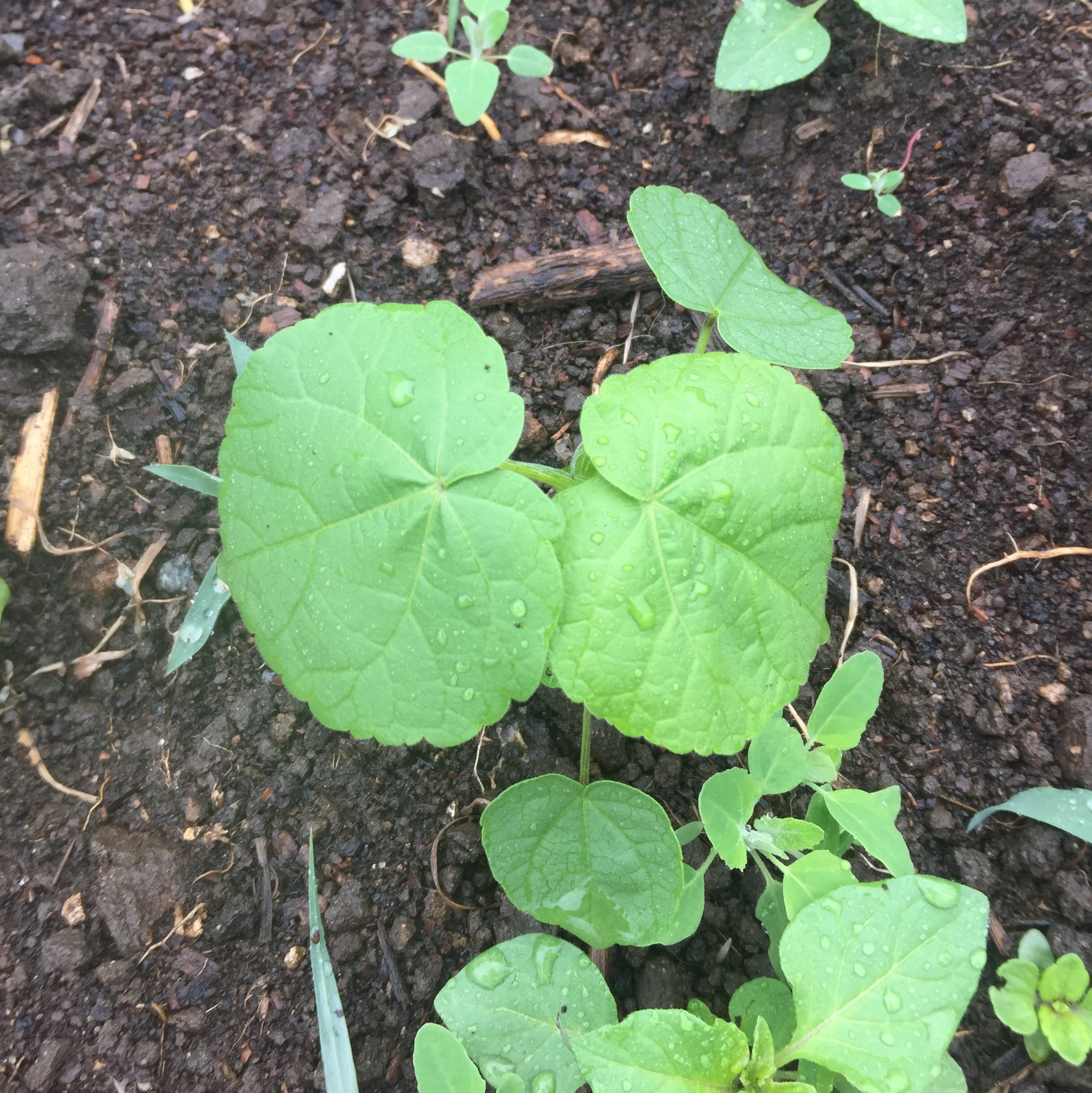 Velvetleaf Biosecurity NZ NZ Government